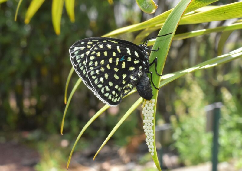 Una mariposa poniendo huevos en una hoja