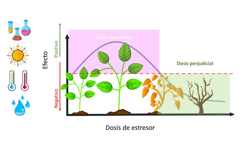 La respuesta de las plantas al estrés