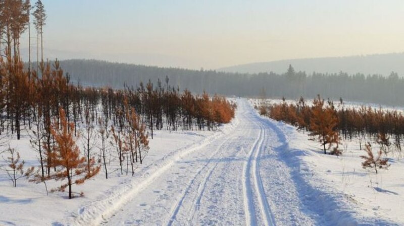 Camino nevado en el bosque