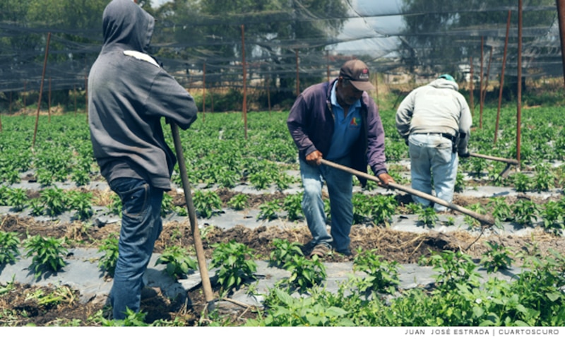 Jornaleros trabajando en el campo