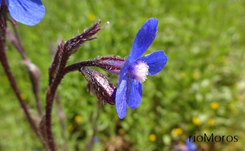 Flor azul