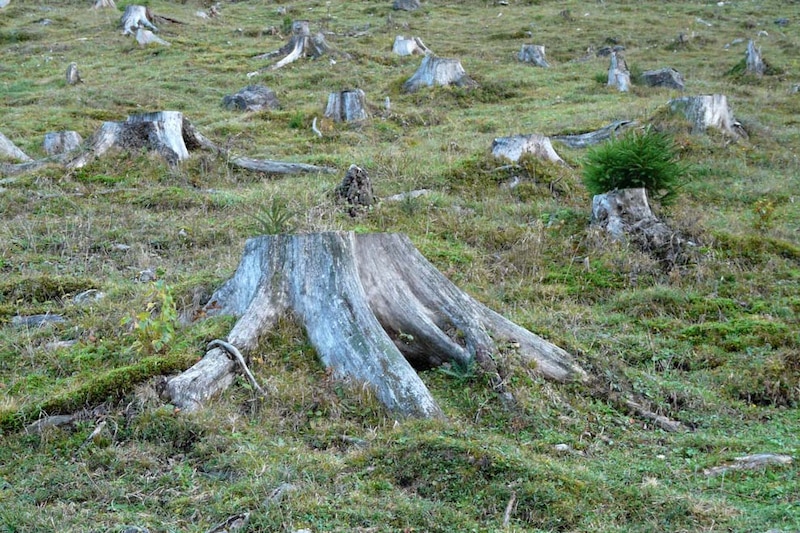 Un claro en el bosque