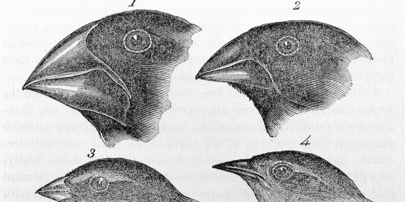 Ilustración de las diferentes razas de pinzones de Darwin.