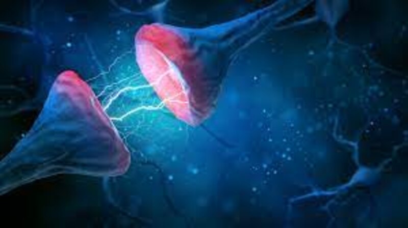 Neuronas