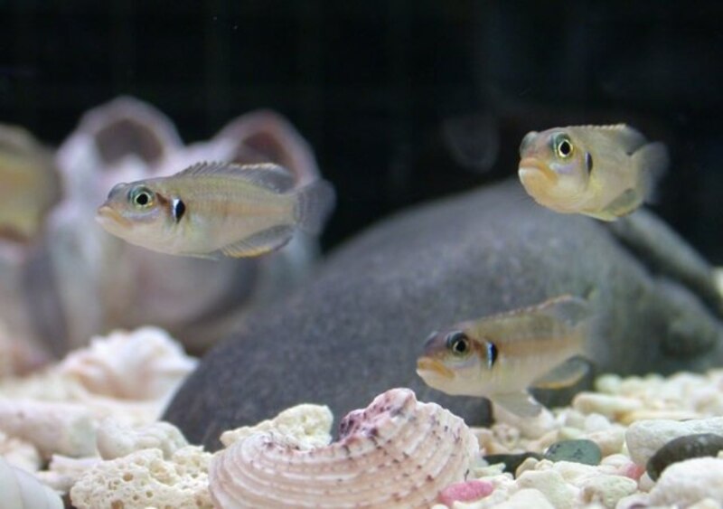 Peces tropicales nadando en un acuario