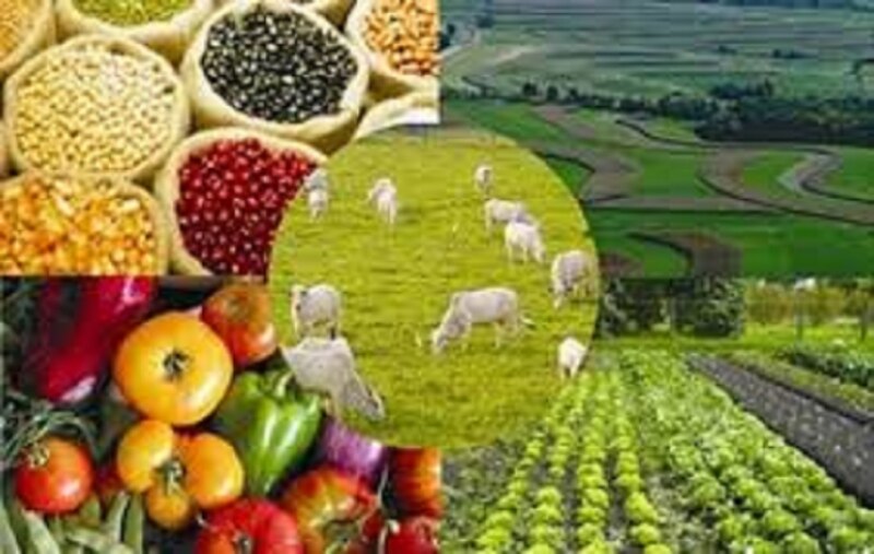 La agricultura es una actividad económica primaria que se dedica al cultivo de la tierra y la cría de animales.