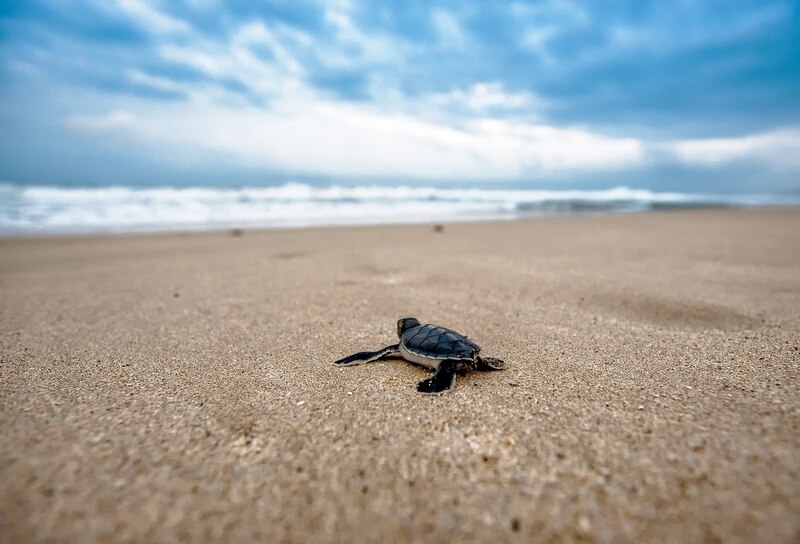 Tortuga marina bebé en la playa