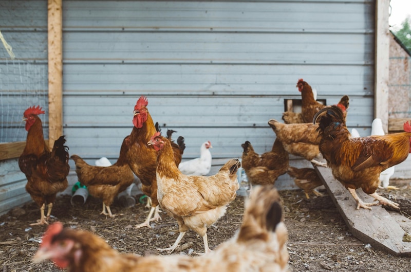 Grupo de Gallinas