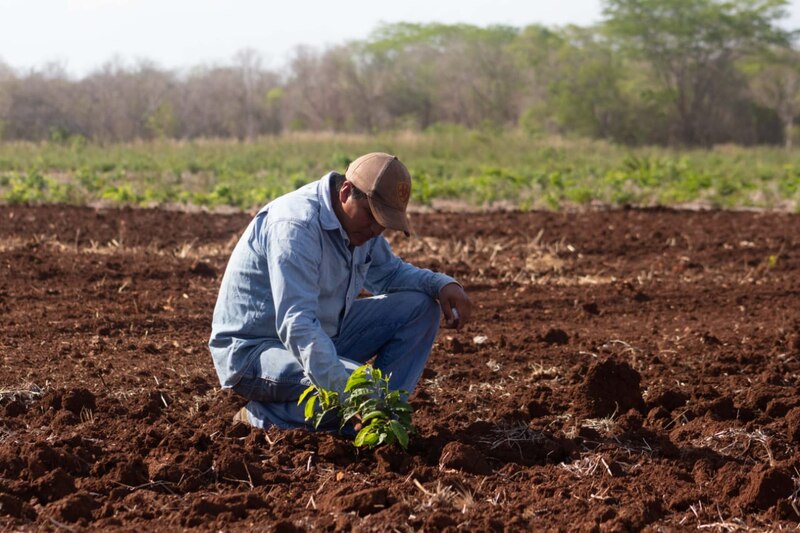 Un agricultor siembra una planta de café en un campo.