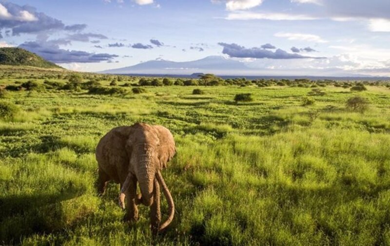 Elefante en la sabana africana