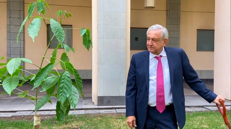 El presidente López Obrador planta un árbol en Palacio Nacional