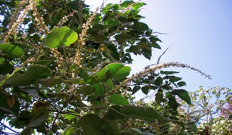 Ramas de un árbol con hojas verdes y flores blancas