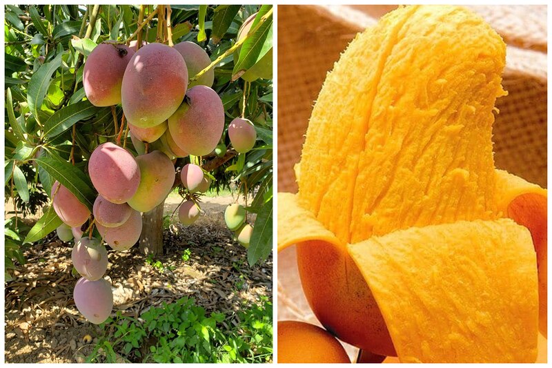 El mango es una fruta tropical deliciosa y nutritiva