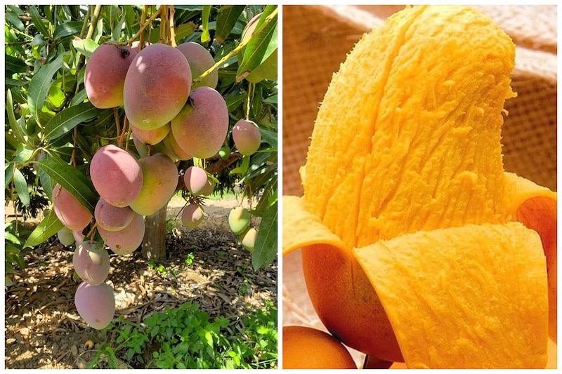 El mango es una fruta tropical deliciosa y nutritiva