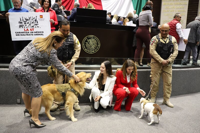 El pleno de la Cámara de Diputados recibió algunos perros durante la discusión de la Reforma a artículos en torno a protección y cuidados animal, los canes convivieron con algunos legisladores.