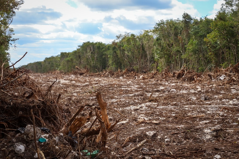 Deforestación en la selva