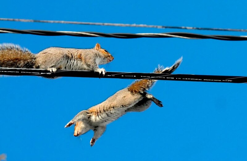 ¡Ardillas volando!