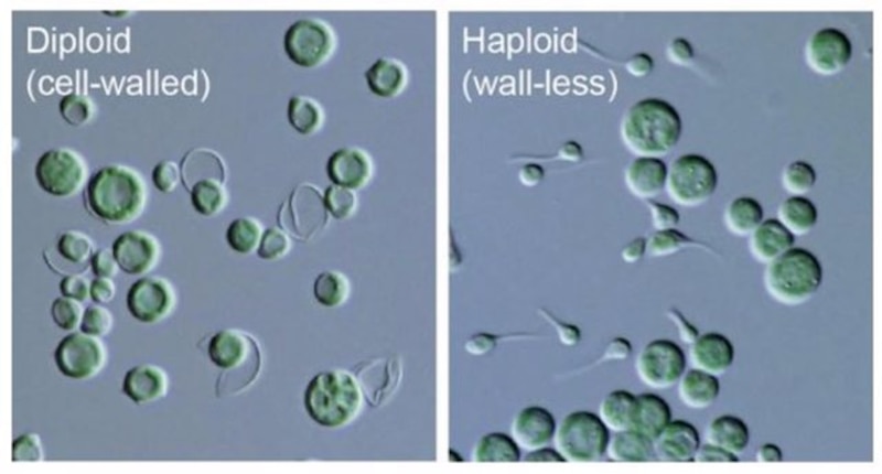 Chlamydomonas reinhardtii diploide y haploide