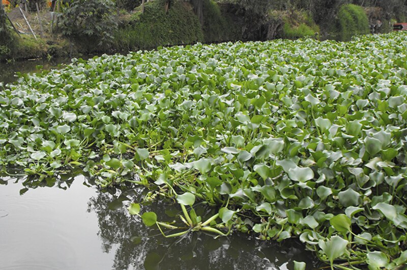 Jacinto de agua, una planta invasora