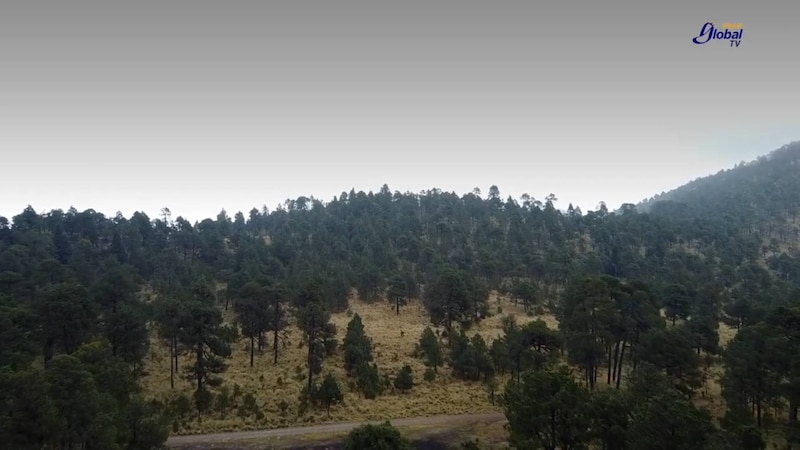 Bosque de niebla en las montañas