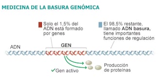 Una investigación constata que el ‘ADN basura’ interviene en el desarrollo embrionario