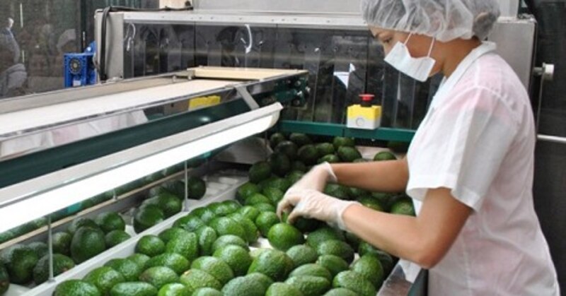 Cosecha de aguacates