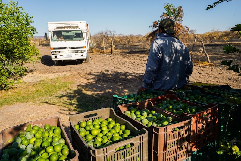 Cosecha de limones en México