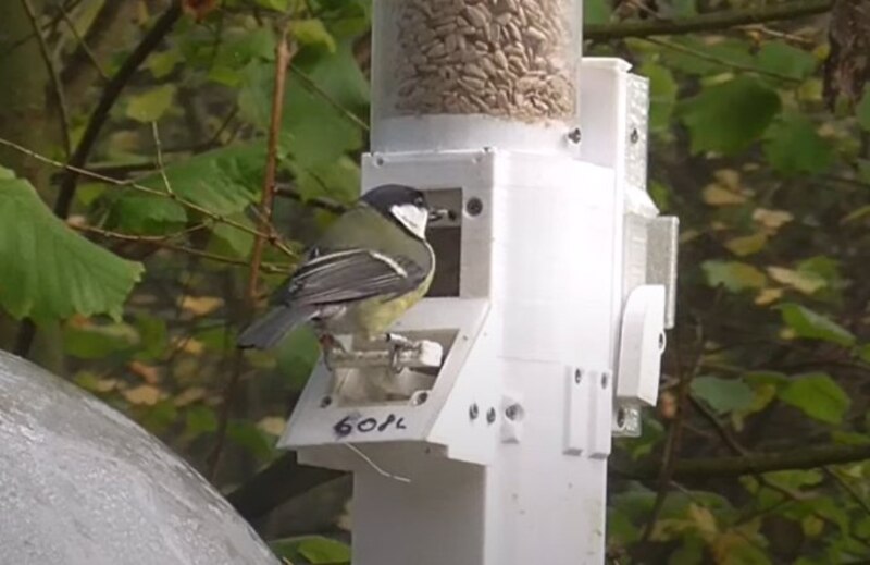 Pájaro comiendo de un comedero