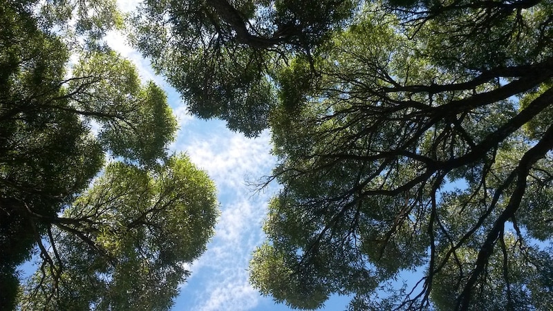 Árboles verdes y frondosos se elevan hacia el cielo azul