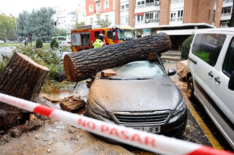 Coche aplastado por un árbol