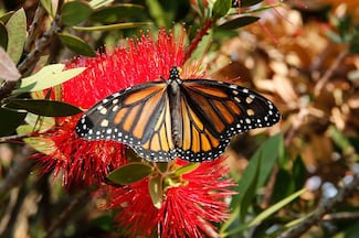 Las mariposas, grandes indicadores de la salud ambiental. Cuidarlas es cuidarnos: Mariluz Anaya Villegas