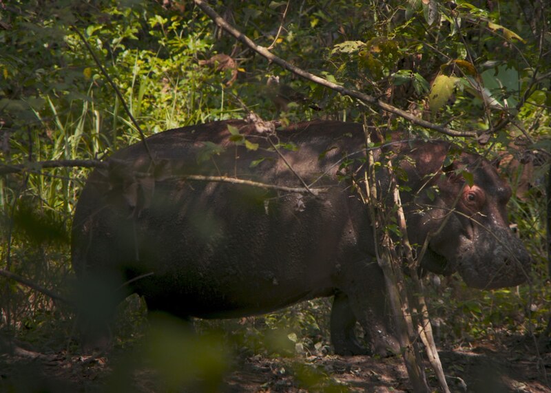 Hipopótamo en la selva