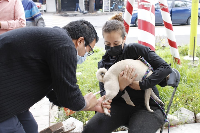 Médico veterinario aplicando una inyección a un perro