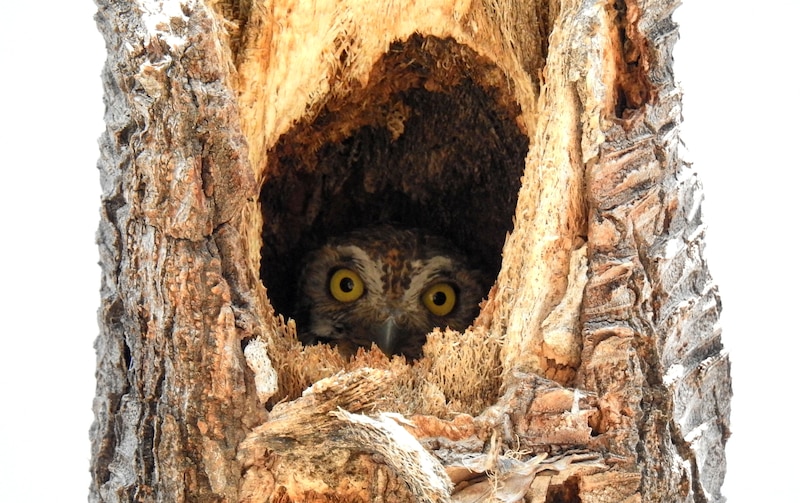 Búho en un árbol