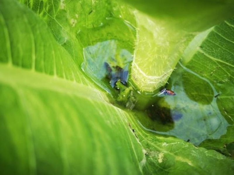 Una gota de agua en una hoja