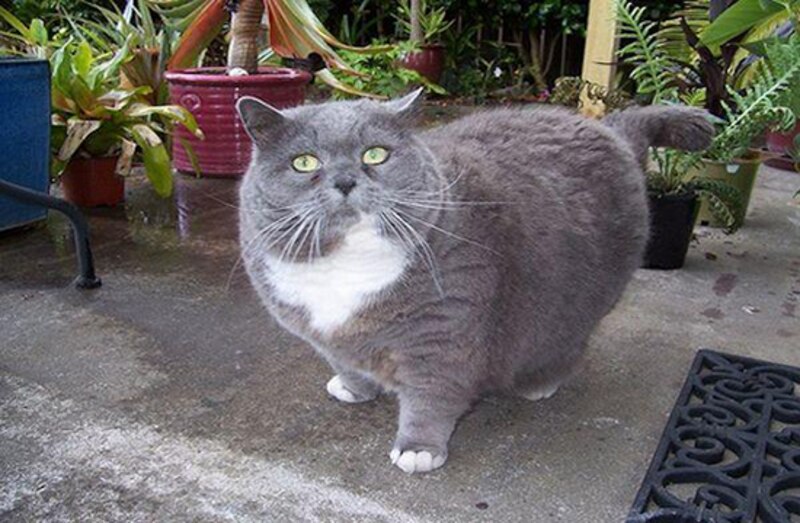 El gato más gordo del mundo