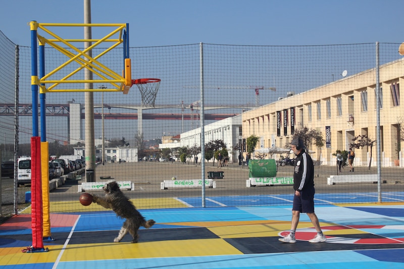 Un perro jugando al baloncesto