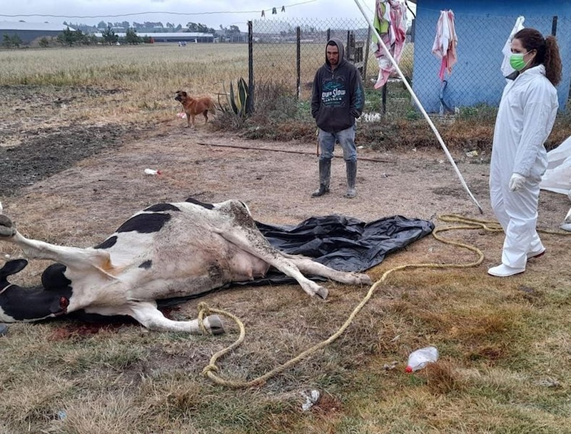 Sacrifican a vaca con sospecha de rabia en Coronel