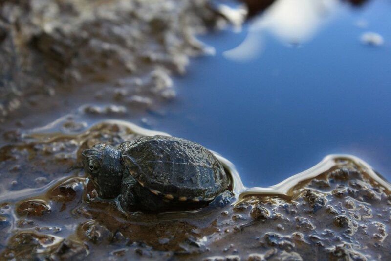 Una tortuga tomando el sol en una roca