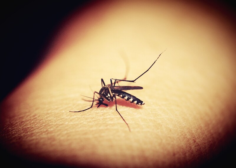 Mosquito tomando sangre de un brazo