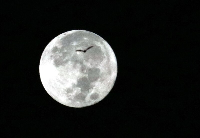 Luna llena con pájaro volando