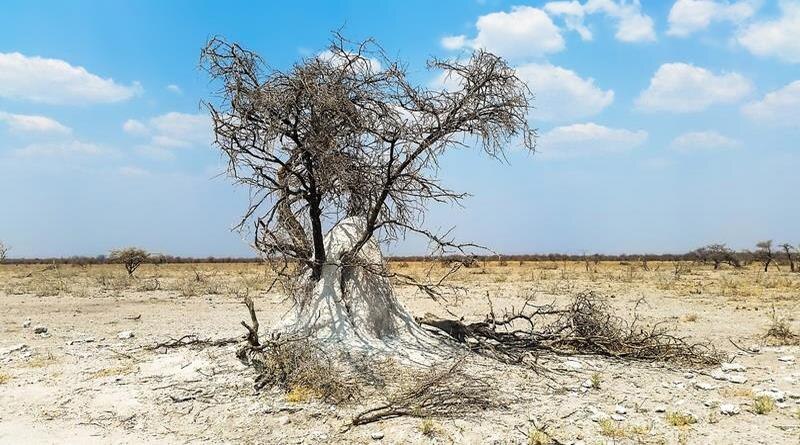 Un árbol solitario en el desierto