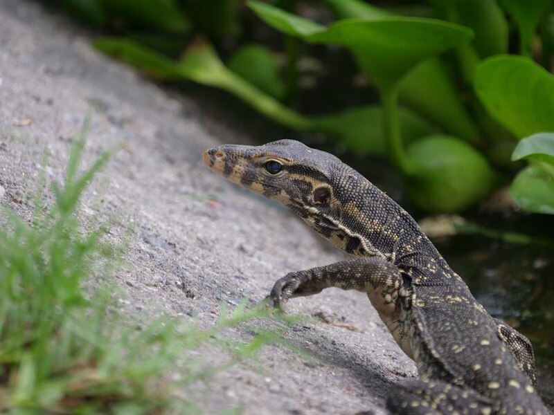 Un lagarto en la naturaleza