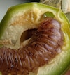 La pequeña gran polilla del cedro