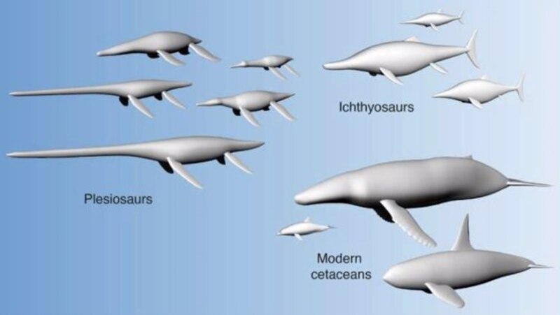Evolución de los reptiles marinos