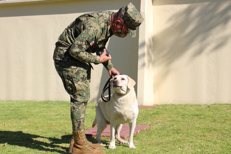 Soldado mexicano con perro labrador