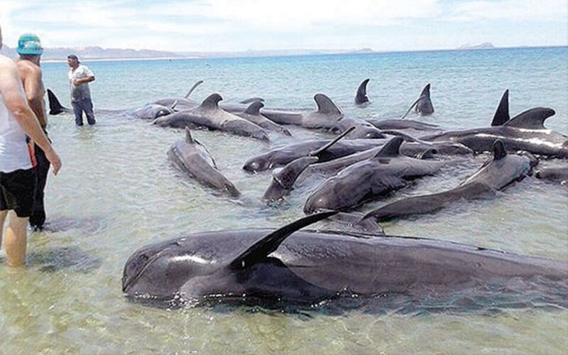 Varamiento de delfines en la costa de España