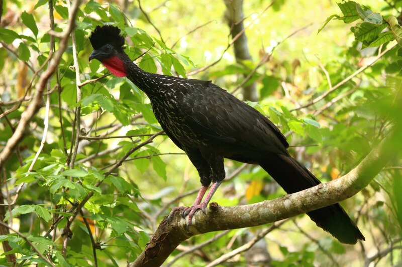 El guaco es un ave de la familia Cracidae, que se encuentra en las selvas tropicales de América Central y del Sur.