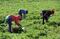 En el olvido miles de trabajadoras agrícolas; expuestas a plaguicidas y deshidratación pero sin IMSS
