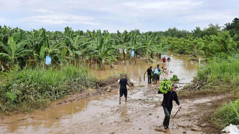 Inundaciones en una plantación de plátanos